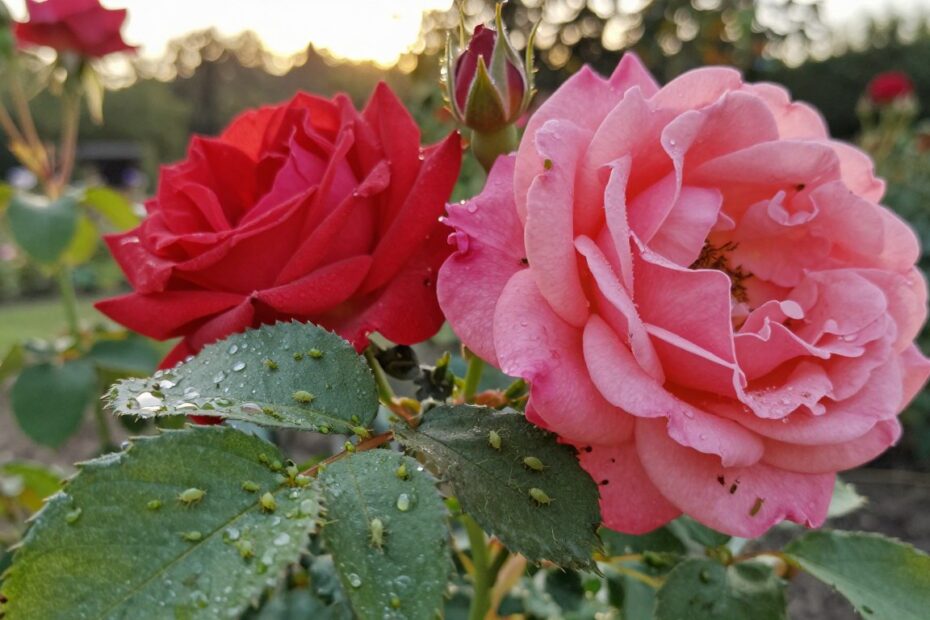 Co na mszyce na róży