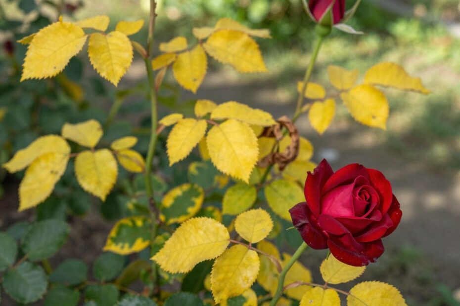 Co zrobić gdy żółkną liście róży