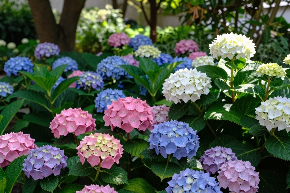 Czy hortensje lubią cień