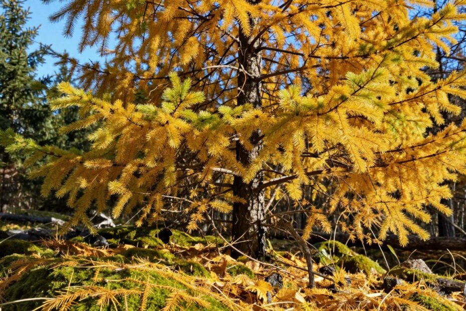 Czy modrzew gubi igły