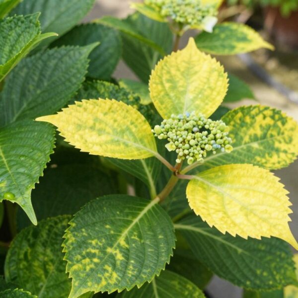 Dlaczego żółkną liście hortensji