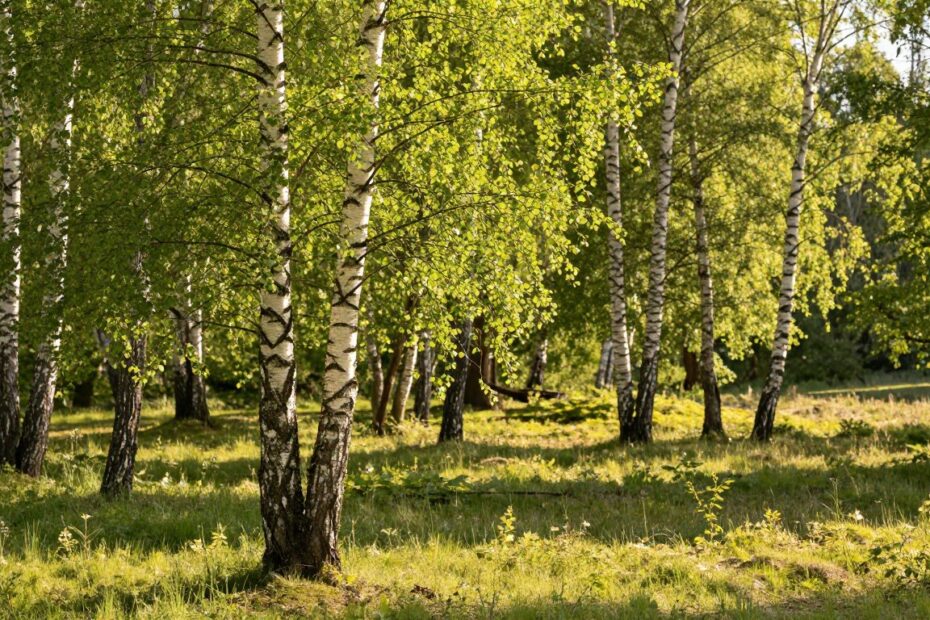 Ile rośnie brzoza na rok