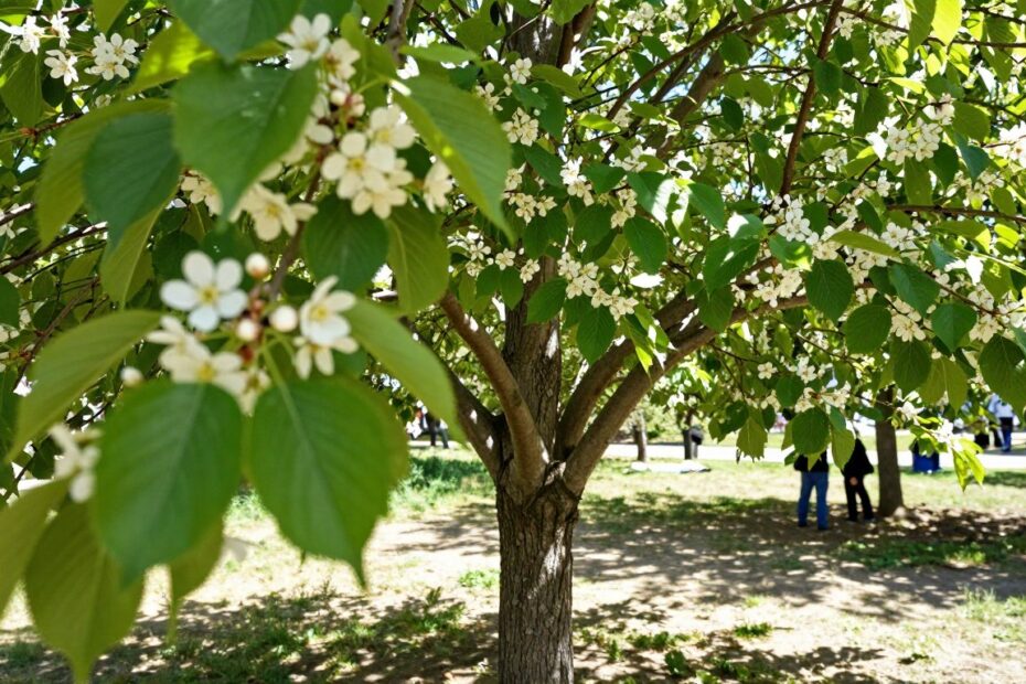 Śliwa wiśniowa jak szybko rośnie