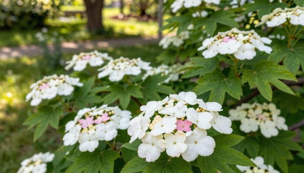 A vibrant close-up of blooming Viburnum opulus (European viburnum) flowers, captured in the foreground, showcasing clusters of delicate white blossoms with a hint of cream and pastel pink interspersed. The lush green leaves provide a rich backdrop, accentuating the intricate details of the flowers. In the middle ground, a soft-focus garden setting with a few blurred flower buds hints at the potential of blossoms yet to unfurl, symbolizing the theme of nurturing and care. In the background, dappled sunlight filters through the trees, creating a warm, inviting atmosphere, emphasizing growth and vitality. The image should be well-lit with soft, natural lighting, resembling a serene spring day, and shot from a slightly elevated angle to capture the full beauty of the blooms.