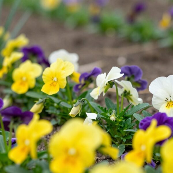 Czy bratki są wieloletnie