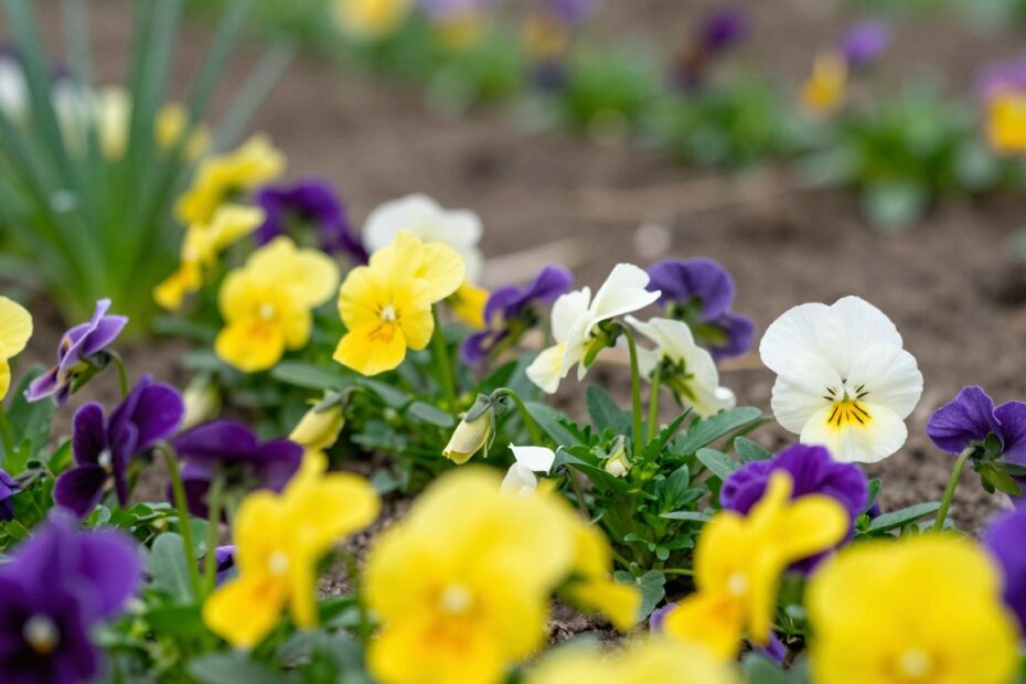 Czy bratki są wieloletnie